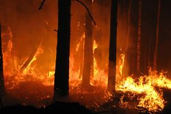 RISCHIO INCENDI BOSCHIVI foto 