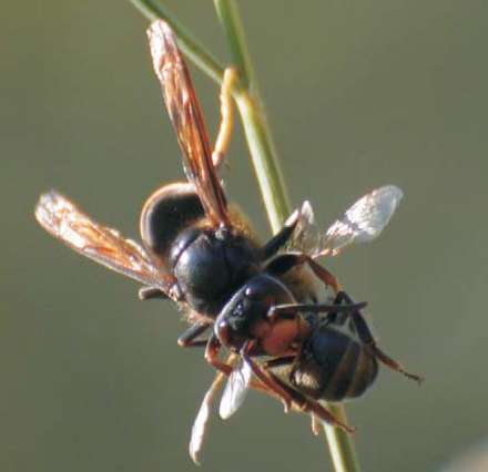 Vespa Velutina foto 